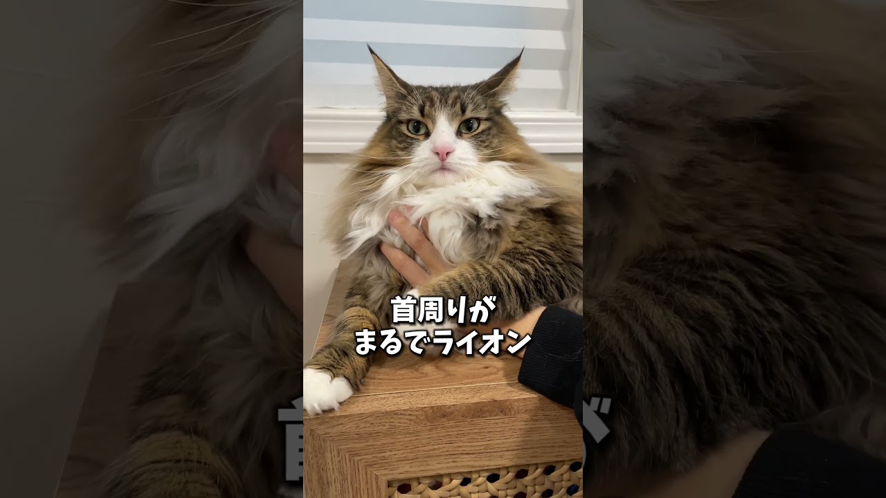 ノルウェージャンのここが可愛い！　 #猫 #cat #ねこ #ノルウェージャン #ノルウェージャンフォレストキャット #北欧猫