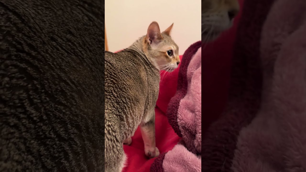 「ごちそうさまにゃ！」とピョンとソファに飛び移るシンガプーラなのにゃ♪ #cat #シンガプーラ#singapura