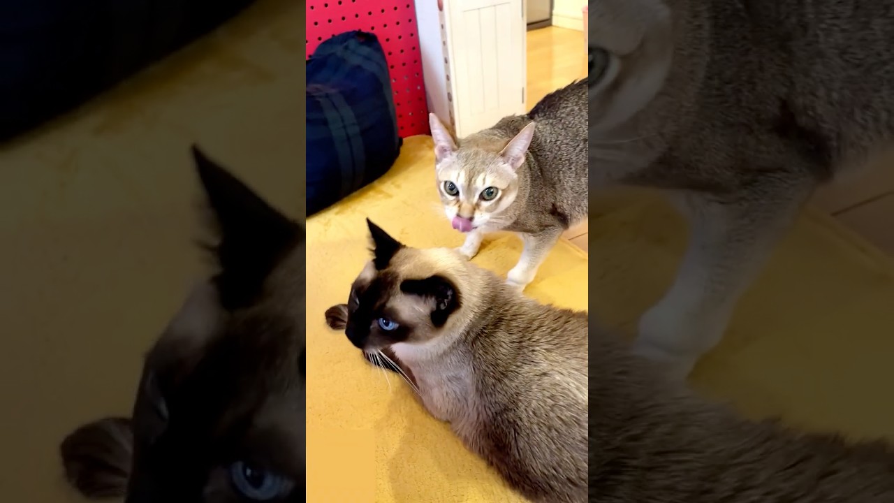 ペロペロしたいけど同居猫がぐいぐいくるから譲ったのに立ち去られたたぬき猫なのにゃ♪ #cat #シンガプーラ #トンキニーズ#たぬき猫#singapura#tonkinese