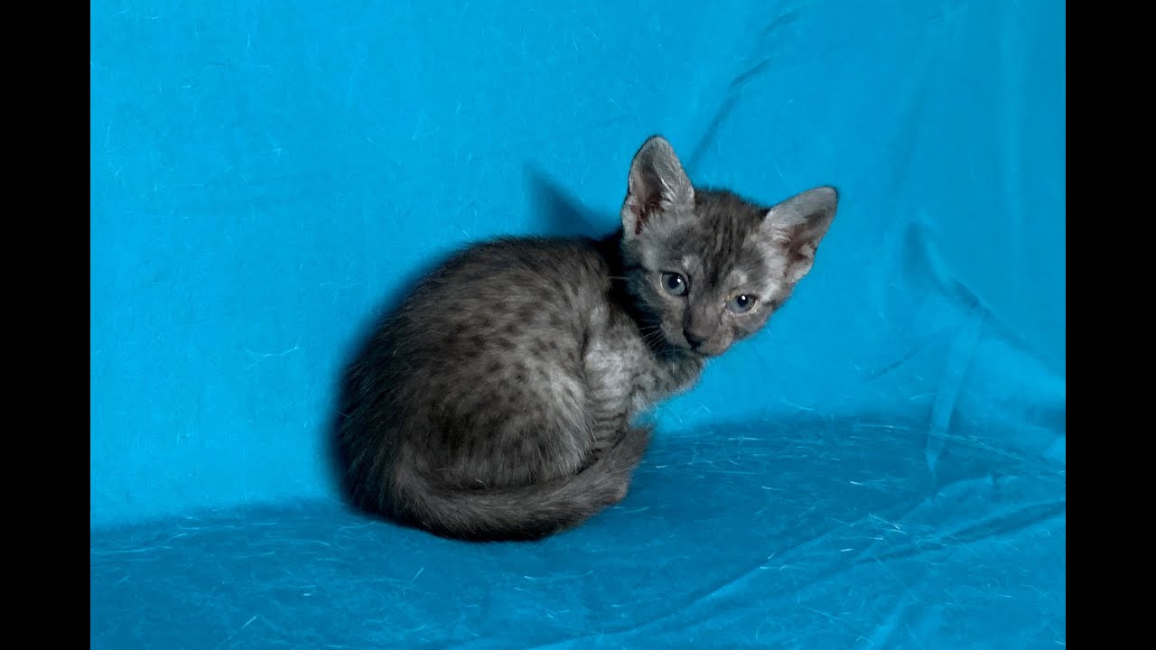 エジプシャンマウのスモークの子猫が生まれました