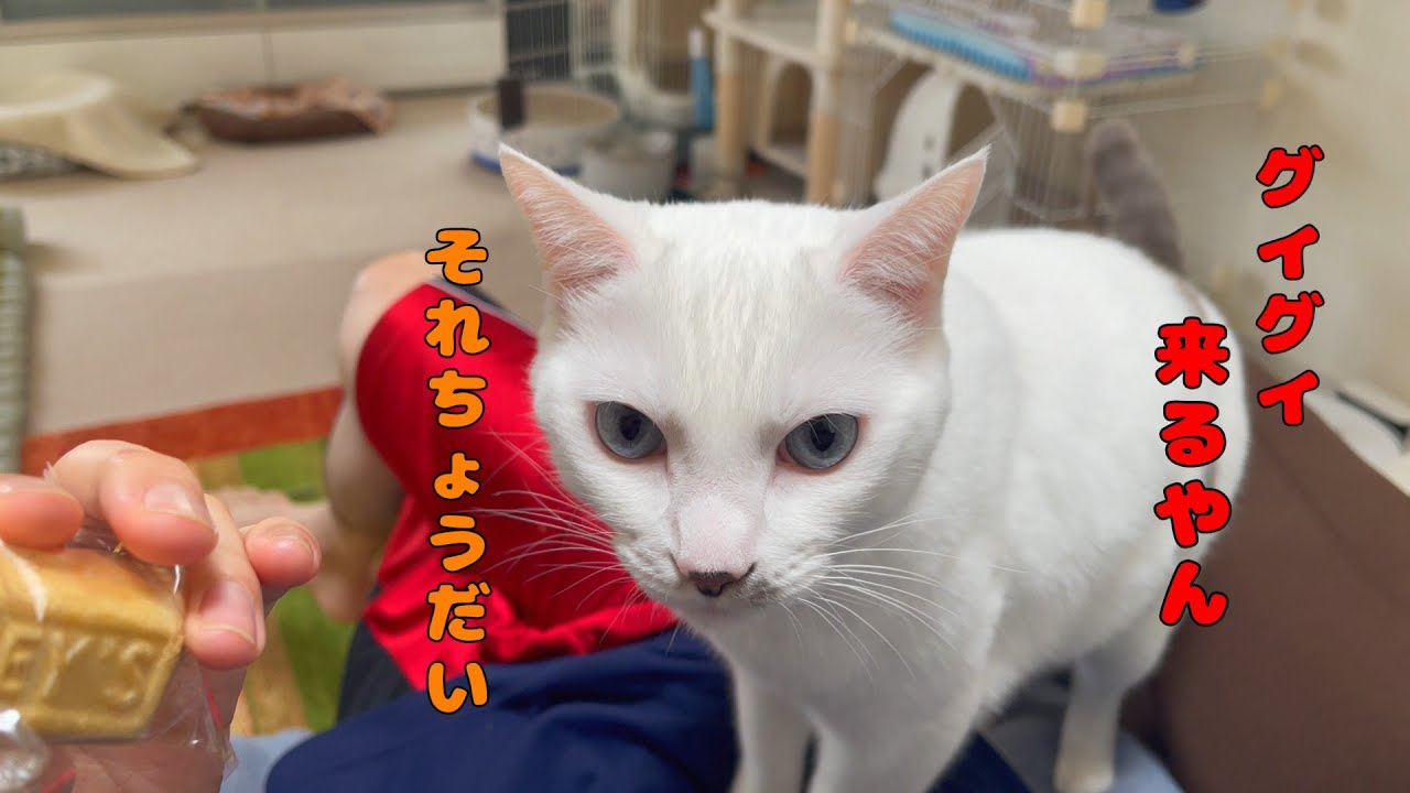 次男のアイスを狙って体によじ登ってくる弟猫が可愛すぎる