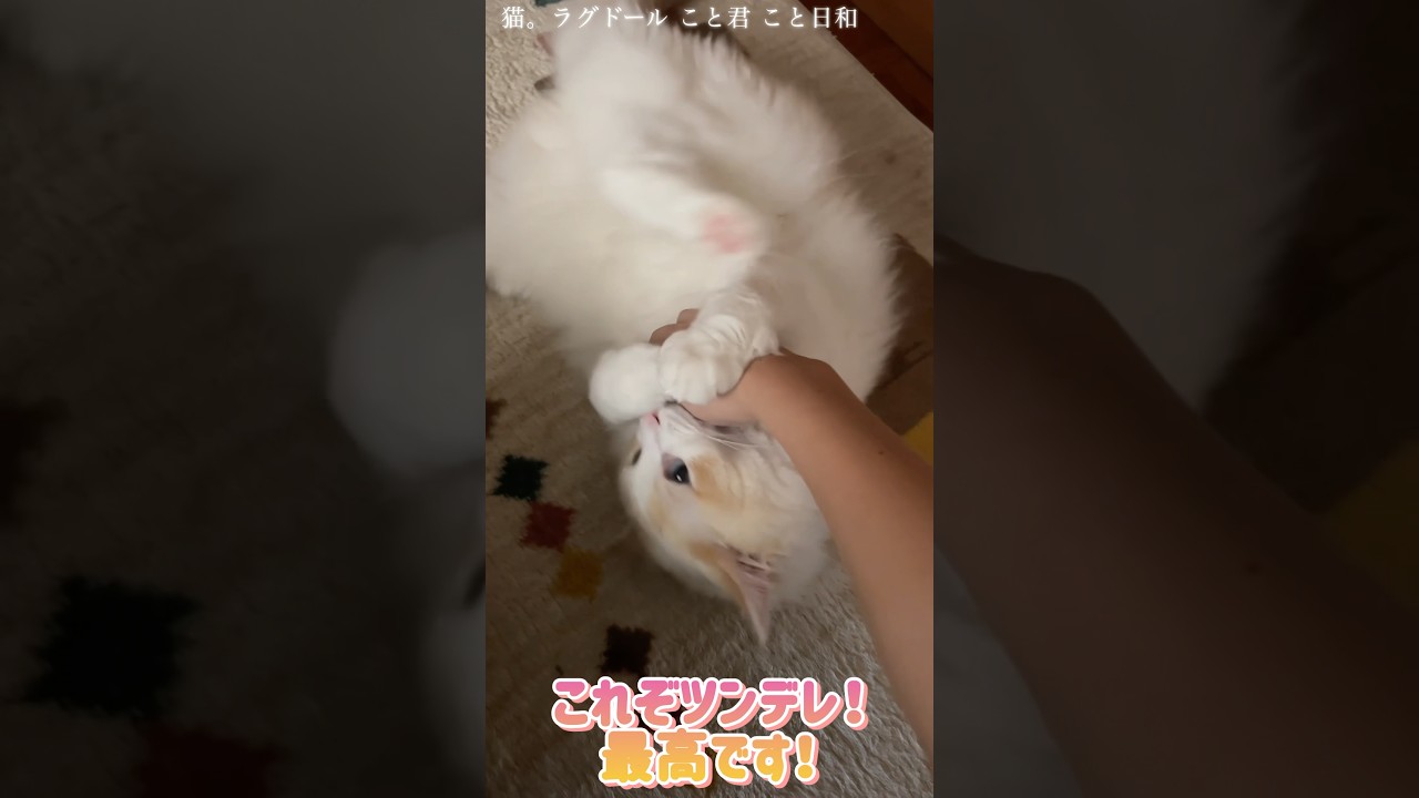 猫。これぞツンデレ！最高です！#shorts