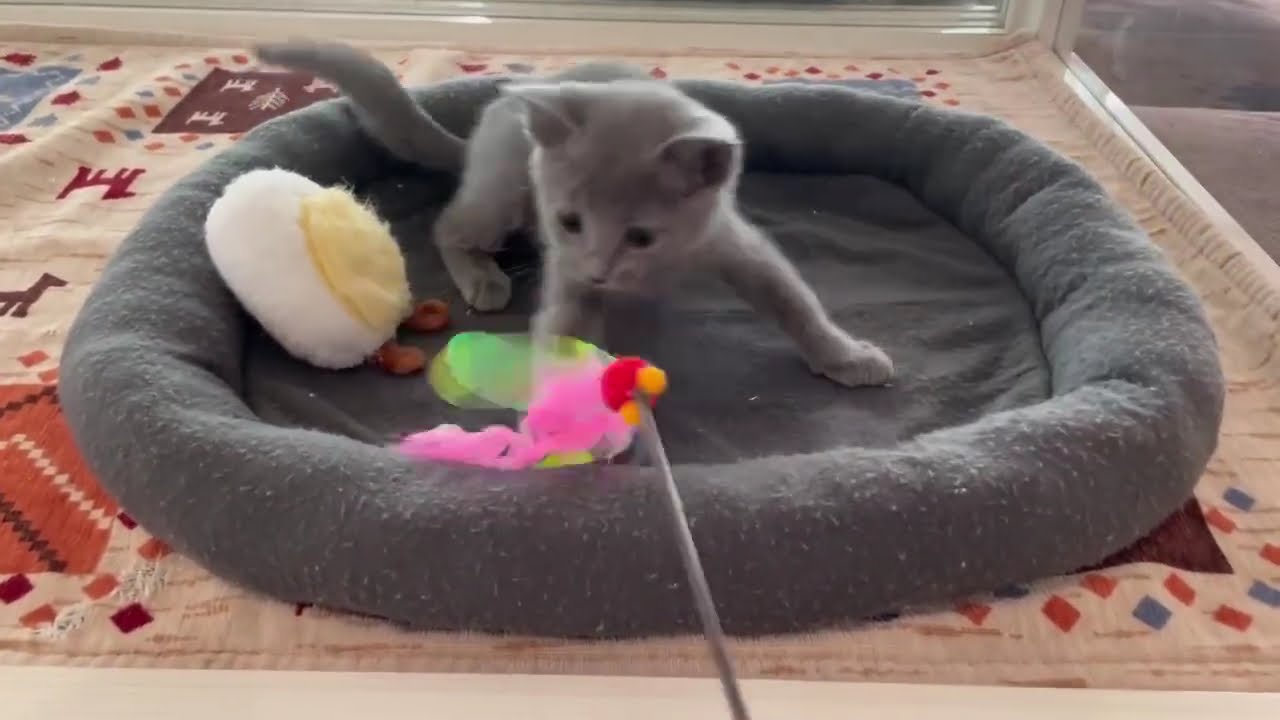 ロシアンブルー　女の子　2025/3/15生まれ