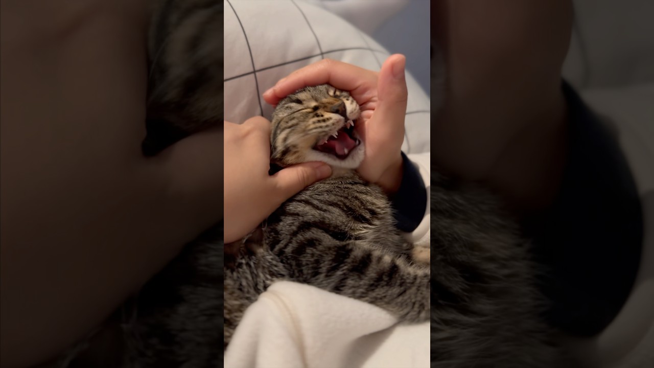 スコティッシュの子猫を寝かしつける #shorts #猫 #cat