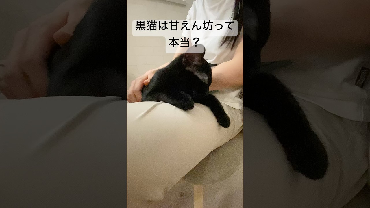 【豆知識】黒猫は甘えん坊ってほんと？#ボンベイ #猫のいる暮らし #cat #ねこ #子猫 #bombay #黒猫 #猫