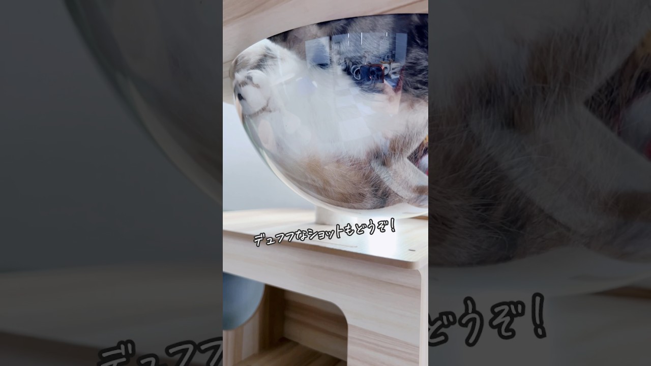 またキャットタワーを衝動買いした飼い主の末路がコチラ🤣🤣🤣
