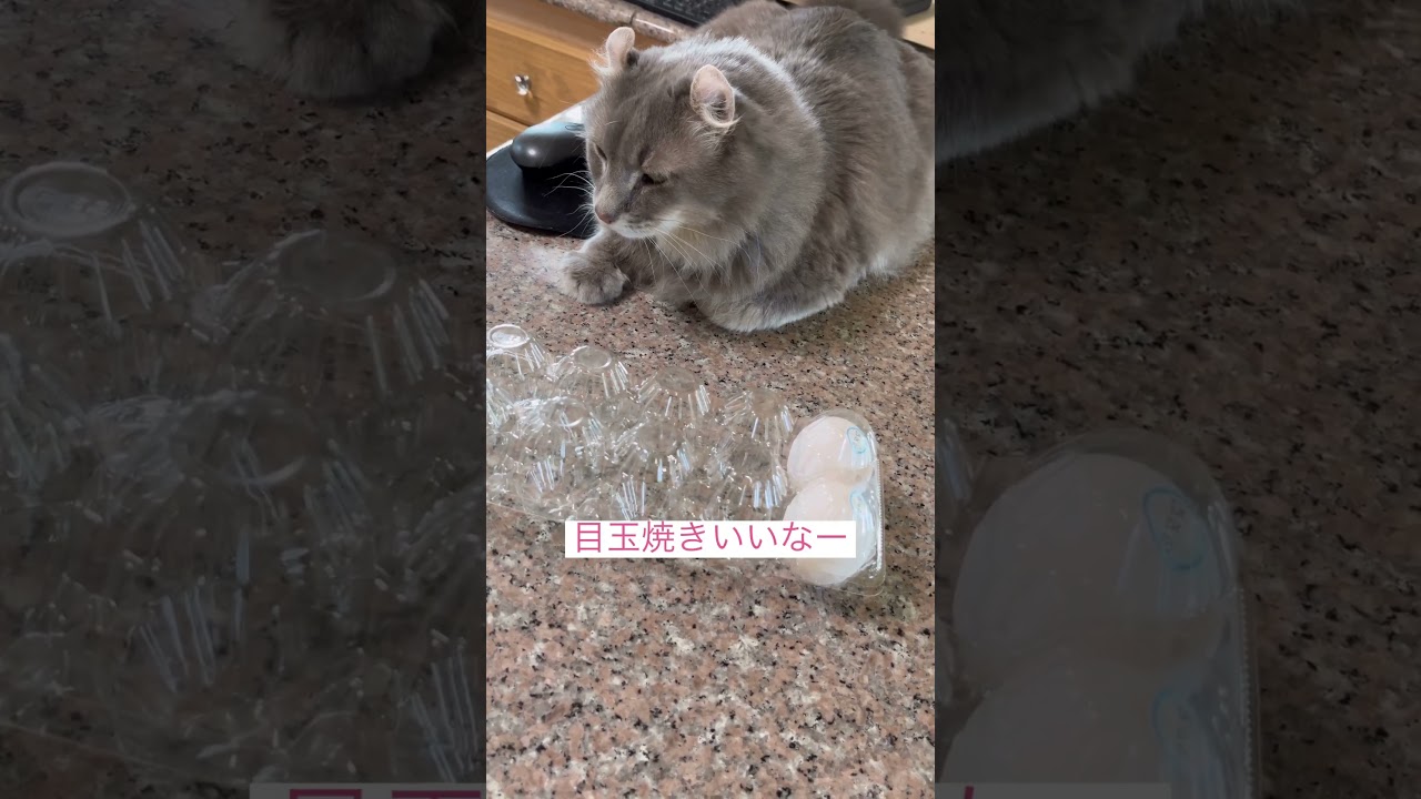 たまご気になる #アメリカンカール #ねこ動画 #猫のいる暮らし #かわいい猫