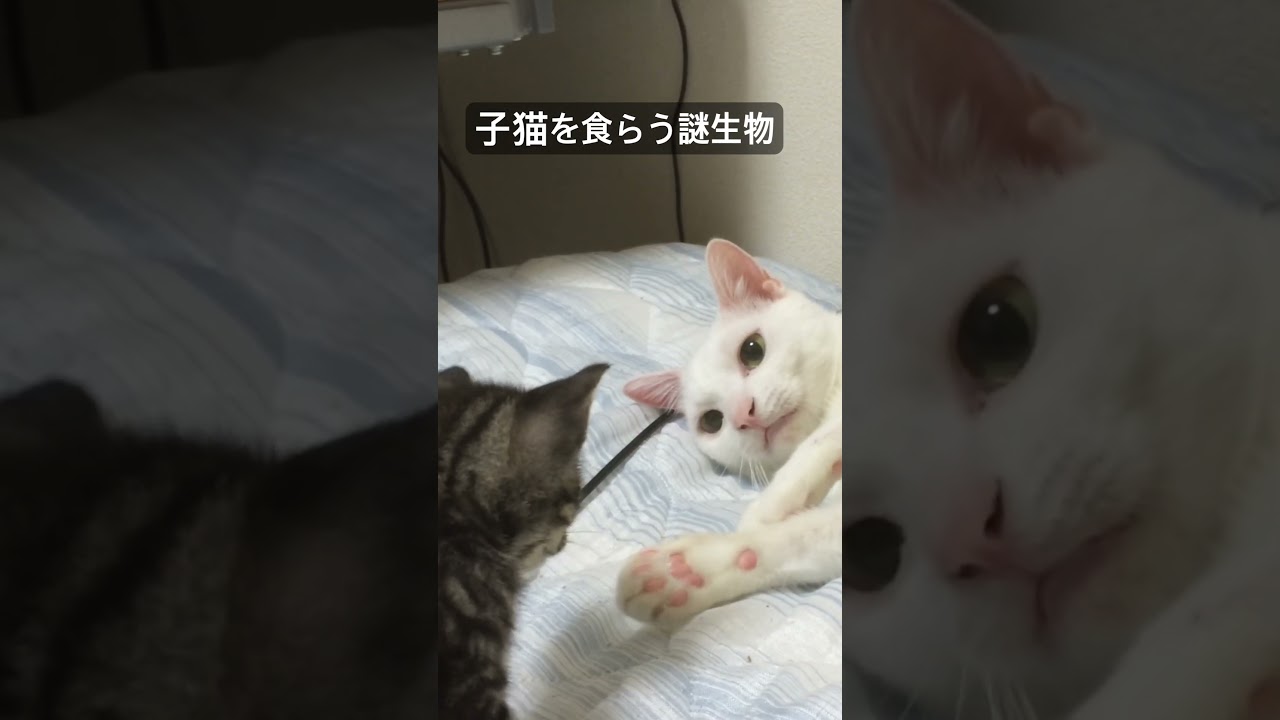 子猫を捕食する謎生物の正体は…？ #cat  #猫  #ねこ  #保護猫 #cute #猫のいる暮らし #子猫  #こねこ #shorts
