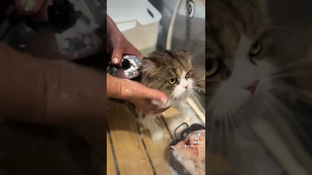 ペルシャのジェフくんが来てくれました　京都市南区　petsalon_Me