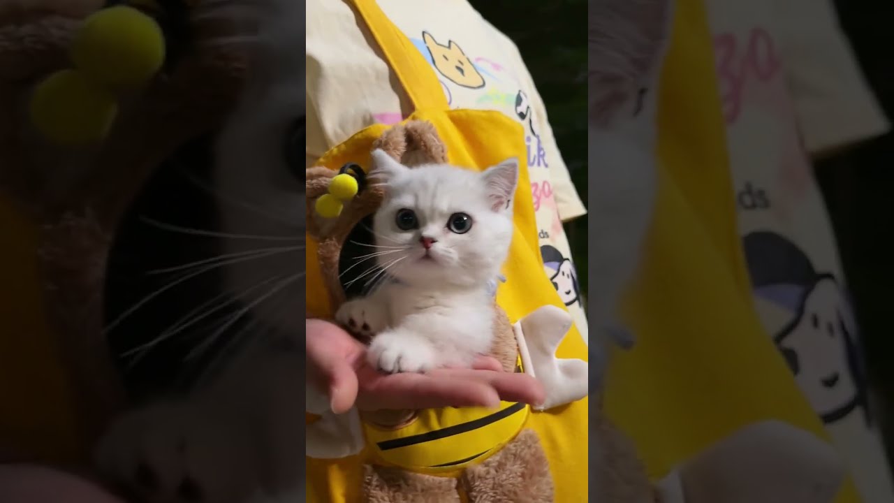 A well-socialized kitten is not afraid to go out #Manx #Manxcat #LittleCat #CuteToExplosive💥