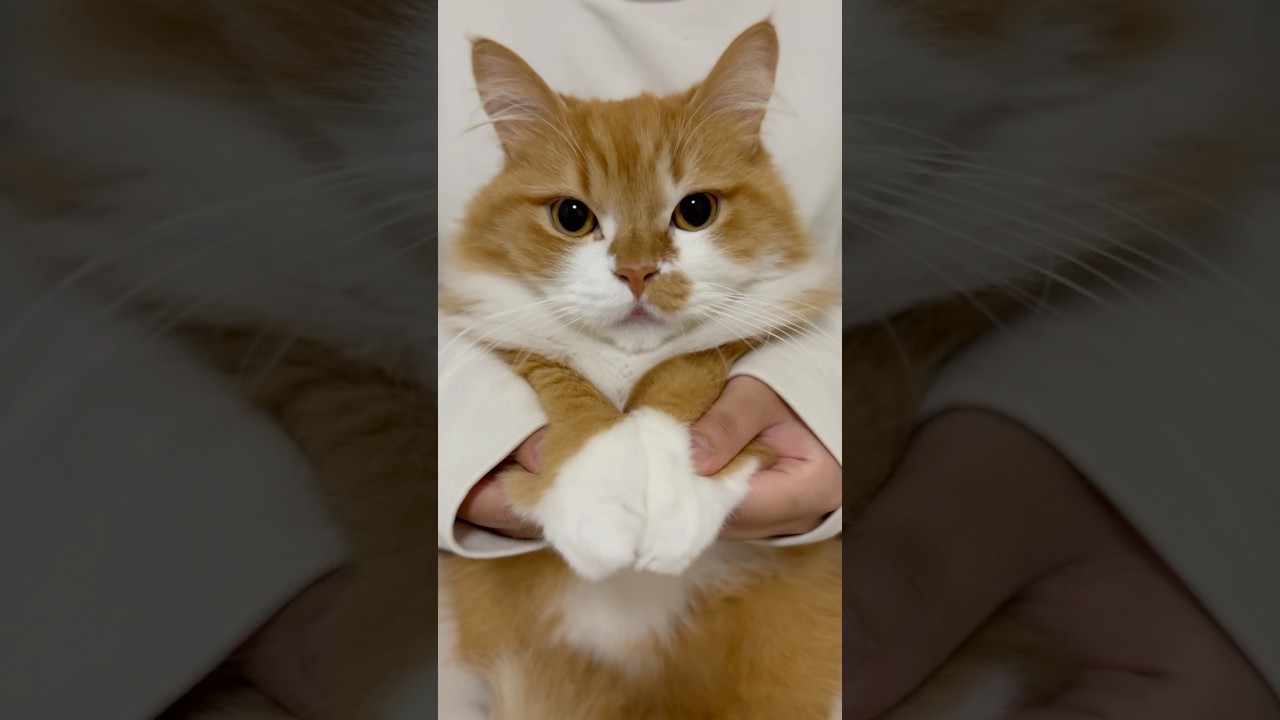 うにちゃ〜ん？#shorts #猫 #マンチカン #短足マンチカン #cat #munchkin