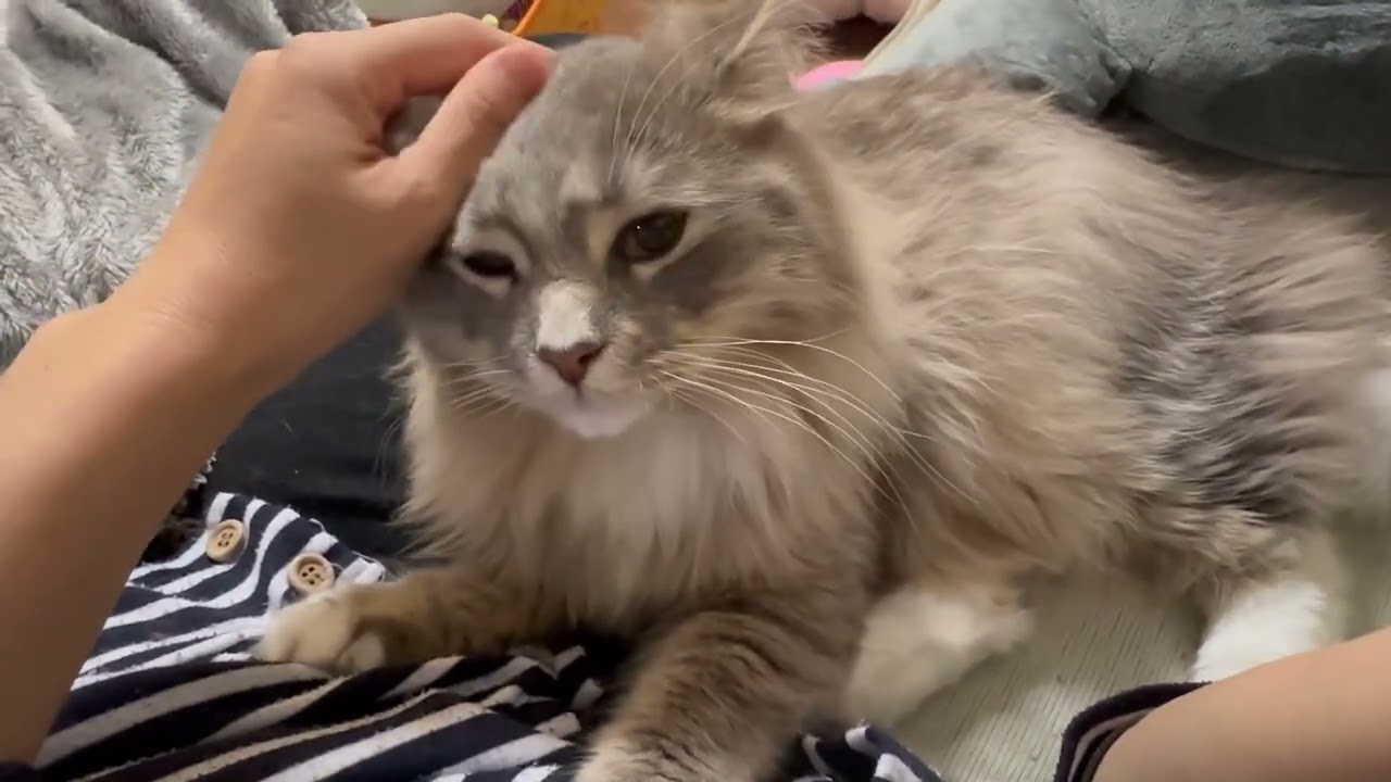 一緒に庭で遊びたい猫　サイベリアンA cat who wants to play in the garden. Siberian