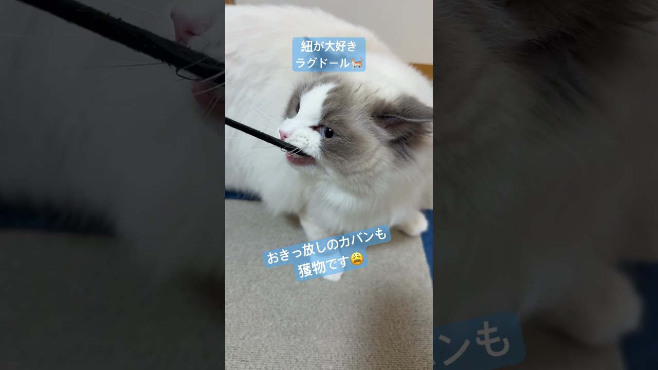 イタズラ猫のいっぺい🐈#ラグドール #猫好きさんと繋がりたい #いっぺいdialy #猫のいる暮らし