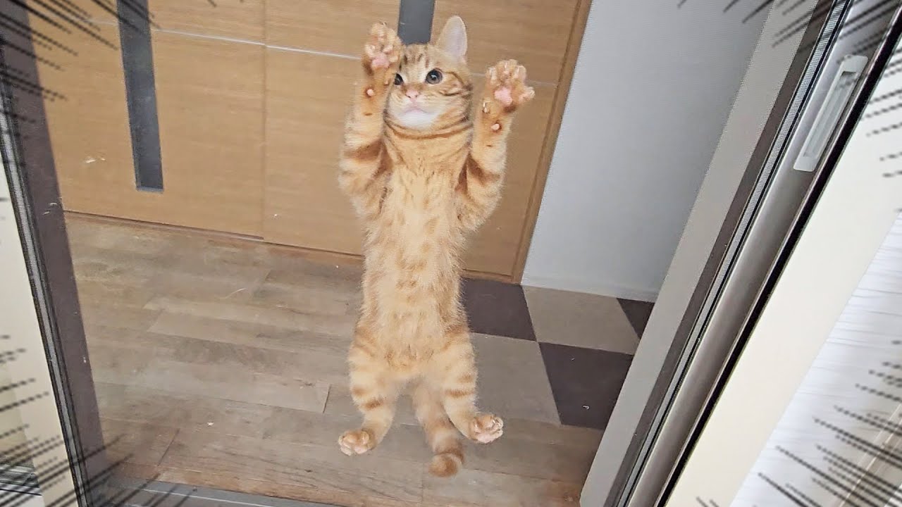 こっそり犬達と庭をお散歩してたら子猫がこうなってた...