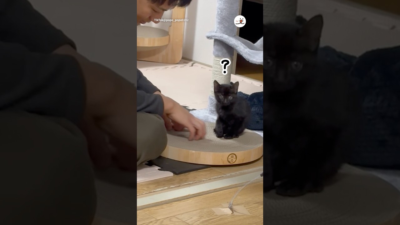子猫に爪研ぎを教えたら…｜PECO