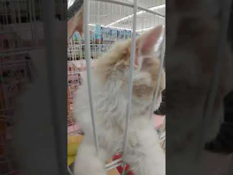 ふわふわ白猫ターキッシュバンの子猫に癒されて【#kittens】