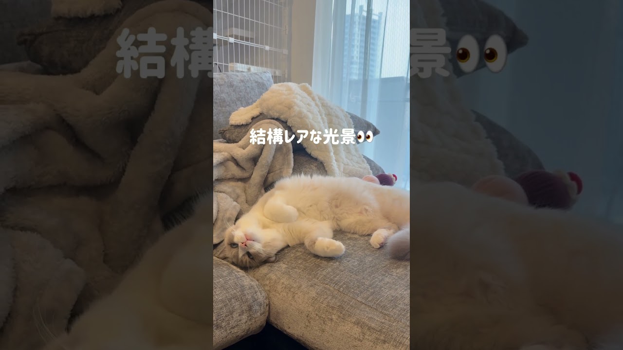 ちょっと出てる牙かわいくない？🤣#ラグドール #ブルーポイントバイカラー#ラガマフィン #子猫 #猫 #猫のいる暮らし#猫のいる生活 #ねこのいる生活 #ハチワレ#ふみふみ