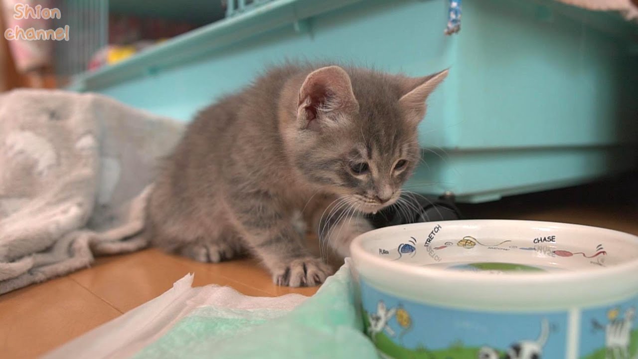 【生後51日】ミルクしか飲んだことがない子猫がお水に初挑戦した結果… ＆ 12代目おちびーずの兄妹とナズナちゃんのその後