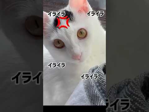 イライラしている猫ミルク。怒りマークも可愛い。#保護猫 #ねこ #猫のいる暮らし ＃ミルねーさん#shorts