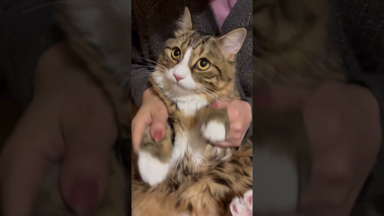 エジプトミームな猫さん🐱2 #エジプトミーム #マンチカン #cat #猫 #かわいい #shorts