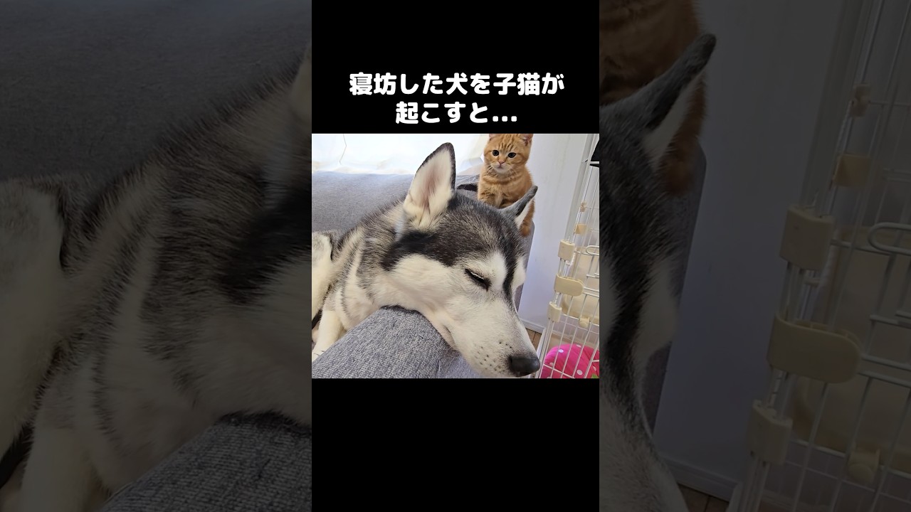犬が育てた子猫はこうなります...This is what happens when a dog raises a kitten… 😭🐶🐱