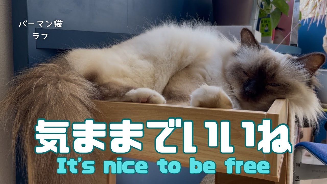 バーマン猫ラフ【気ままでいいね】It's nice to be free（バーマン猫）Birman/Cat