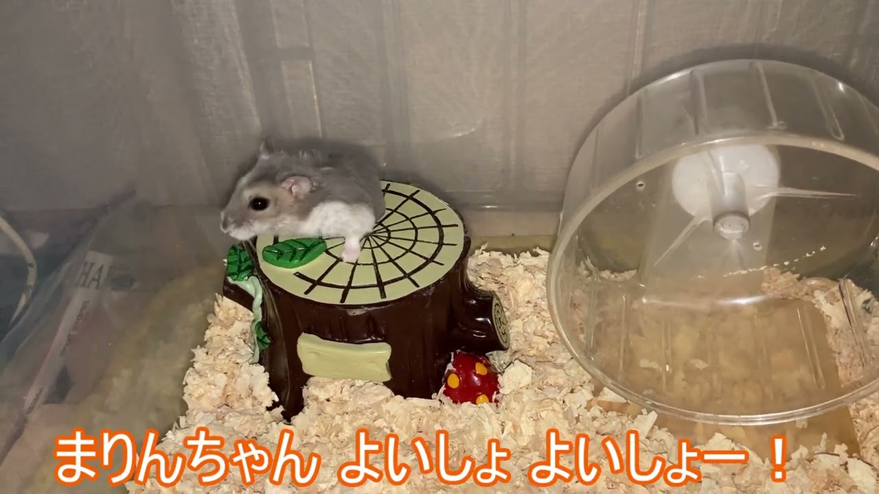 【ハムスター】回し車から 下りる まりんちゃん～ジャンガリアンハムスター～