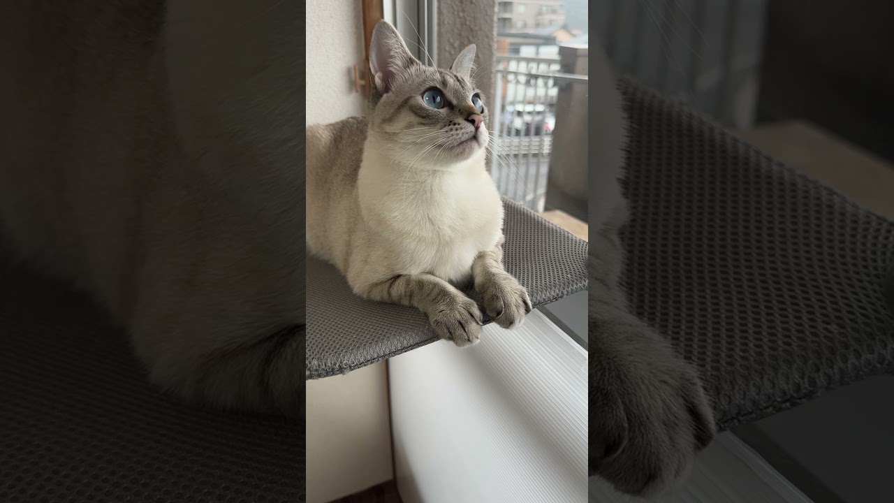 おてて揃えてるの可愛いね！　#シャムトラ #元保護猫 #シャムミックス  #cat #猫耳 #siamesemix