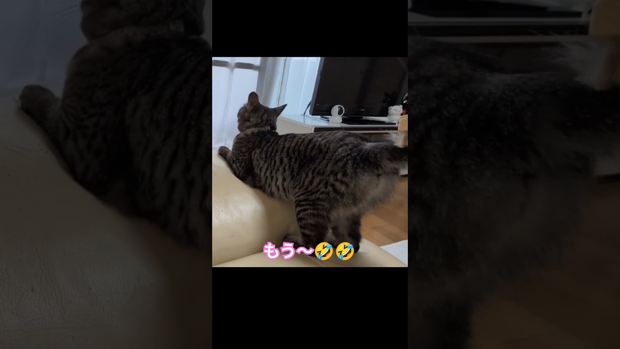 ブラッシングして〜😹【幸のスズ】#catshorts  #保護猫 #猫のいる暮らし #ねこ #おもしろ猫 #kitten #cat #catstory