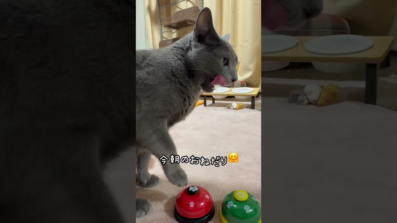 【ロシアンブルー】日曜日の朝のめろんのおねだり🤗ちと声が...🫢【猫】#shorts