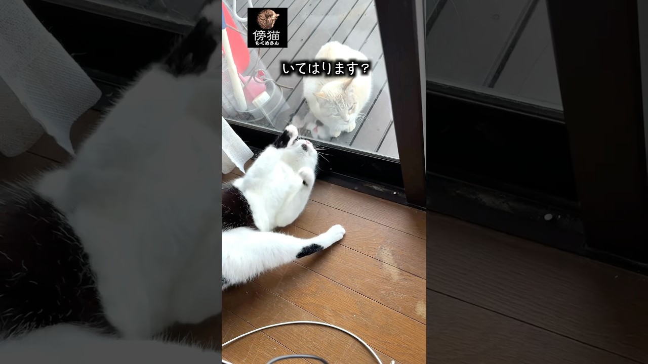 最近は  尻からそんなの  出るんやね.  #cat #子猫 #保護猫 #cute #かわいい猫 #kitty #肉球 #はちわれ #猫ミーム