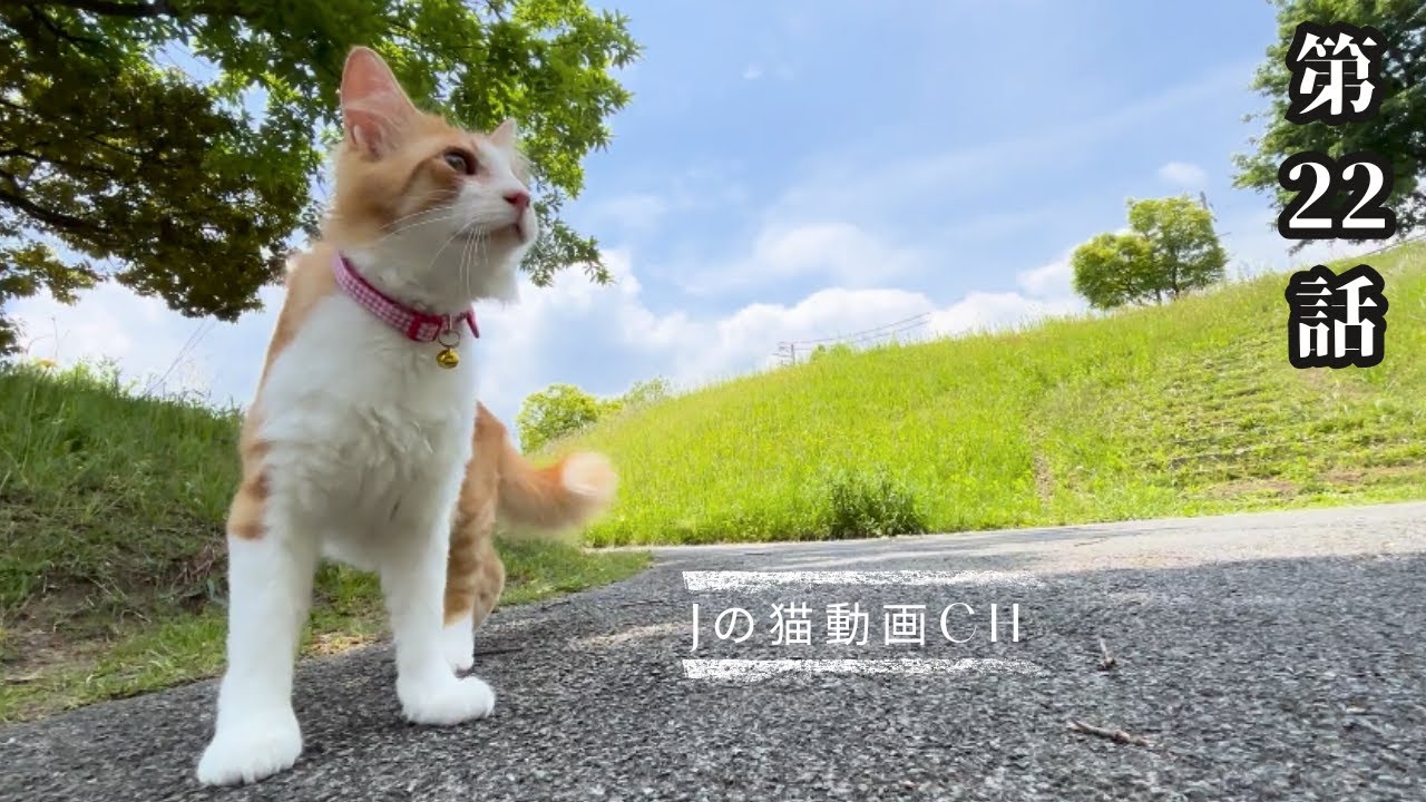 #22　元野良猫の山散歩について行ってみると・・