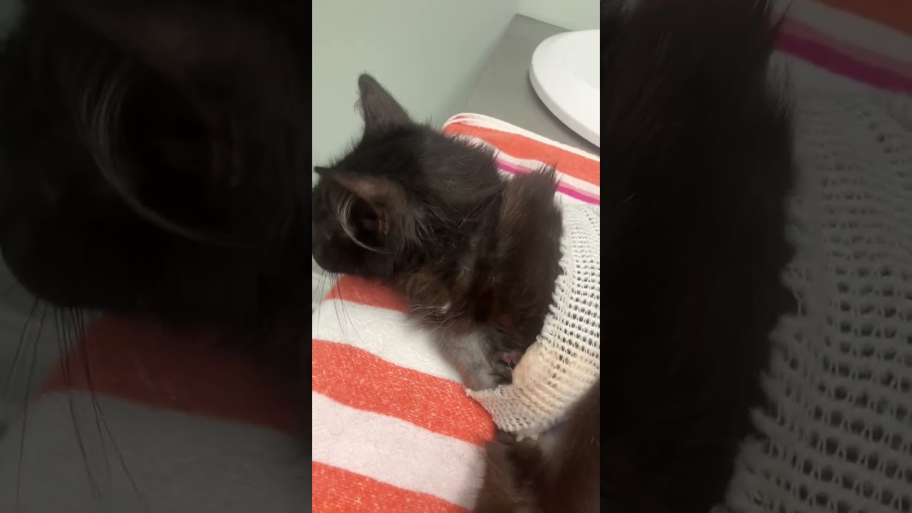 Cordelia is finally free from a collar that was slicing her skin