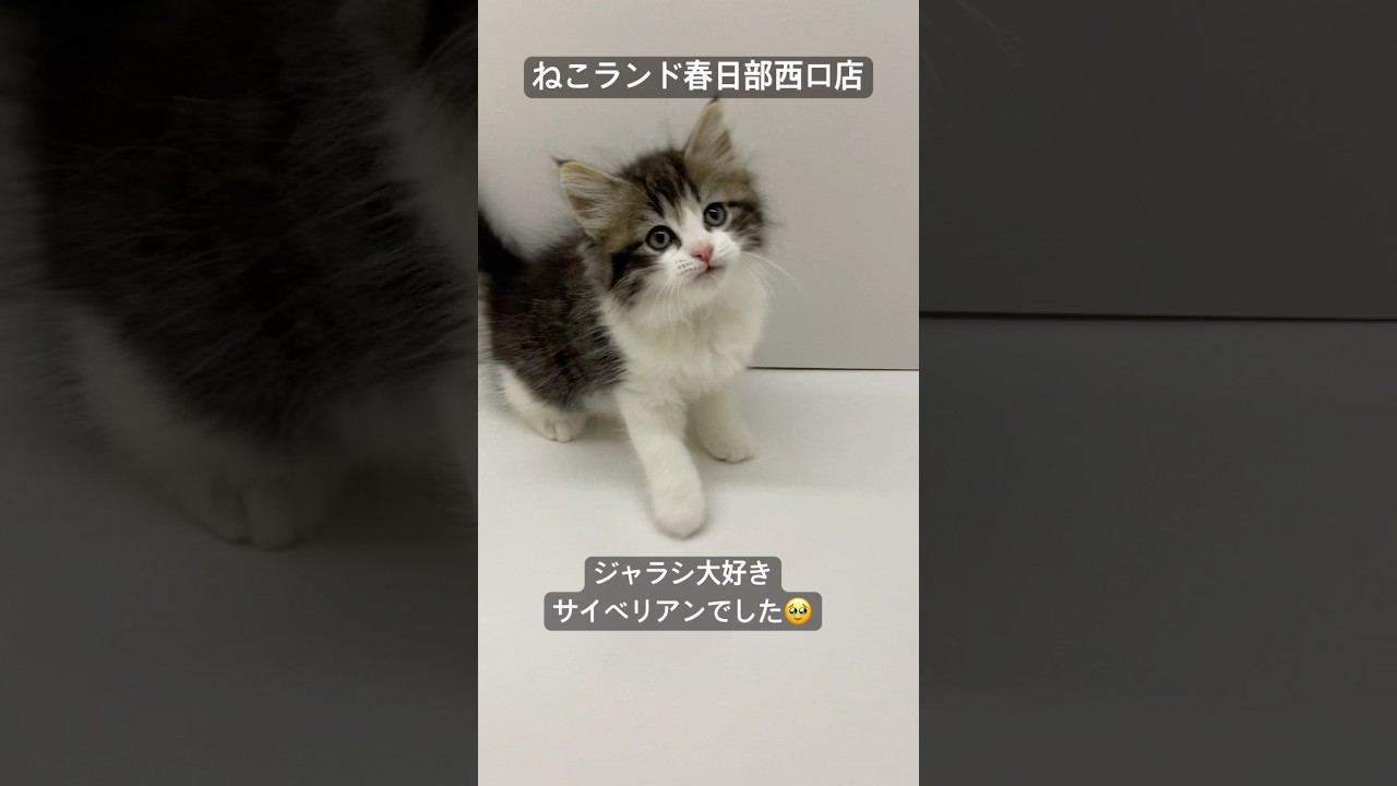 【子猫販売】#サイベリアン #cat #ペットショップ #ねこランド #春日部