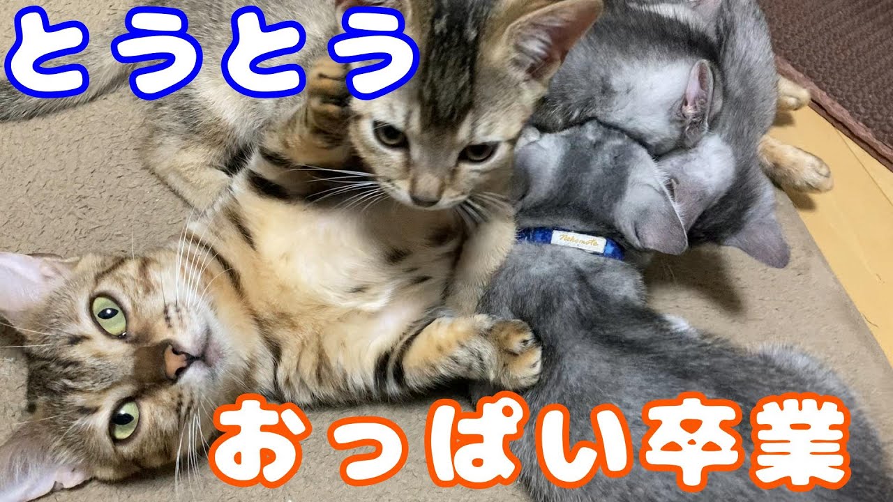 子猫達、おっぱい卒業します！