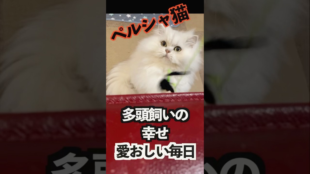 とろける可愛いさ🩷3匹のペルシャ猫の日常　みんな個性豊かな遊び方#ペルシャ猫 #cat #猫