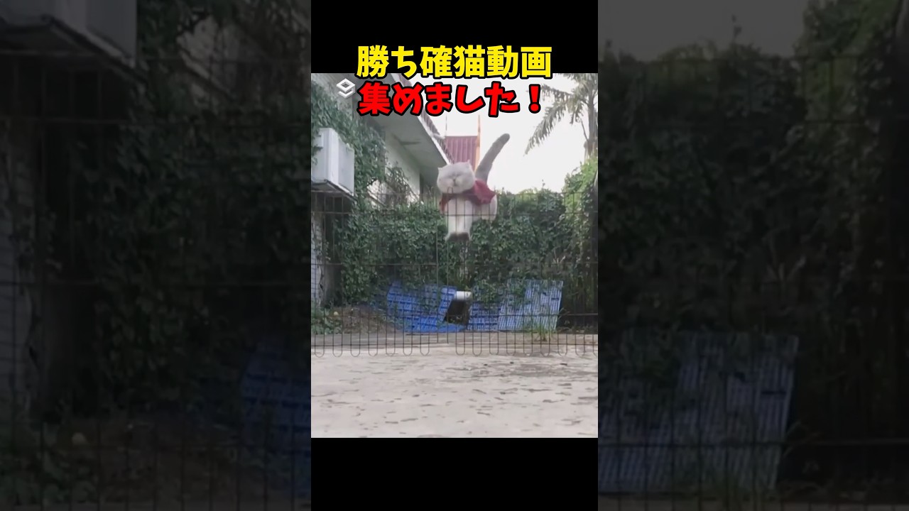 優勝です🔥 #cats #cat #猫 #ねこ