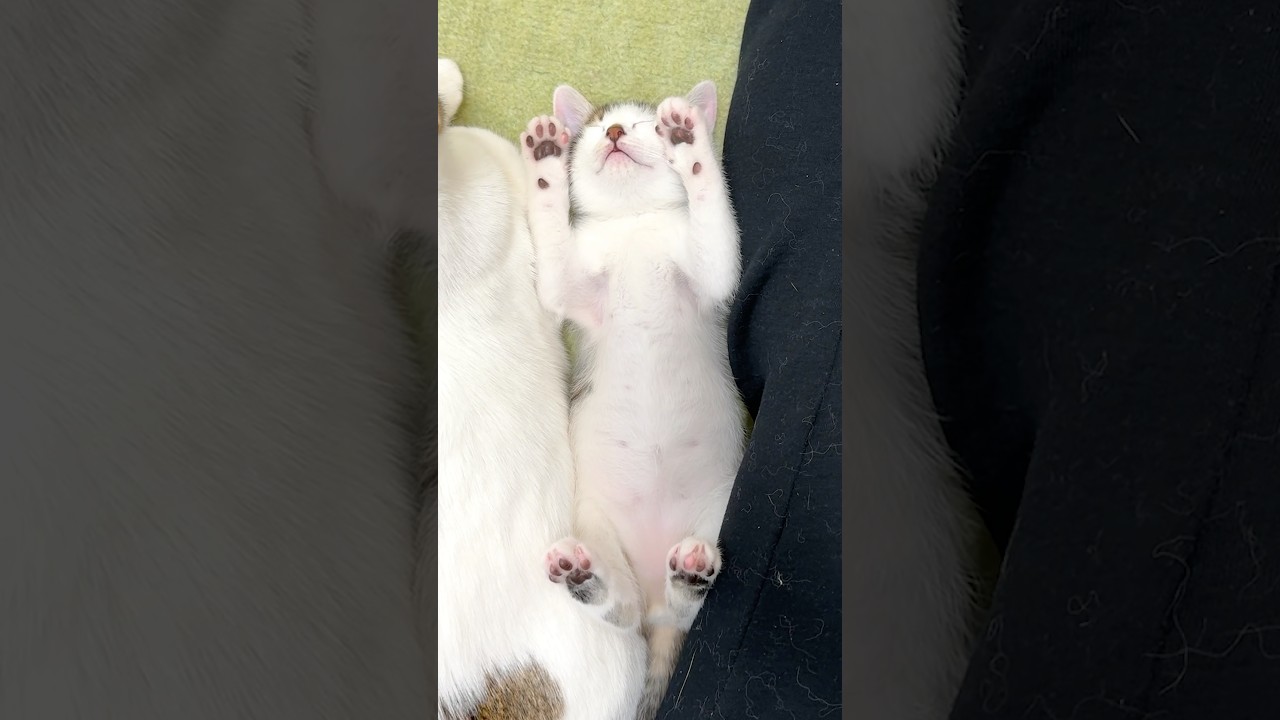 猫は今日も働けません #cat #子猫 #猫 #猫のいる暮らし #まつたけ日和