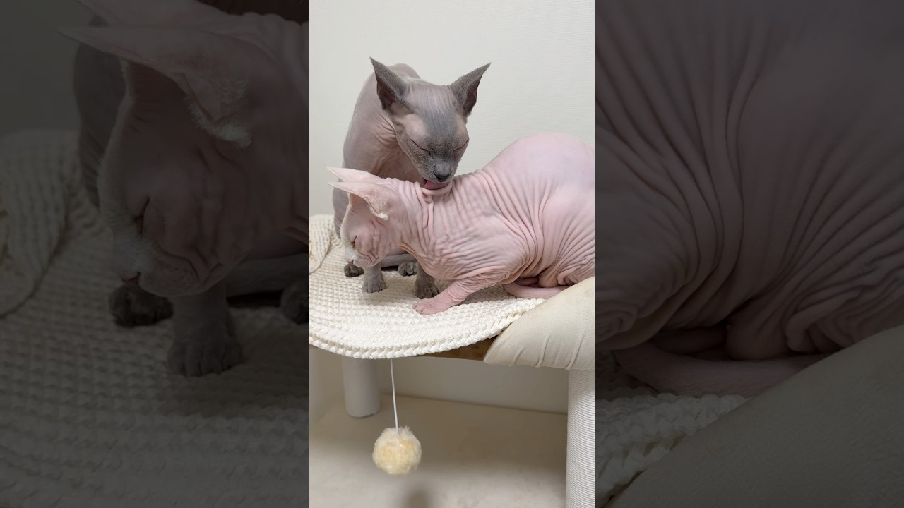 妹猫を甲斐甲斐しく世話する毛のない兄猫【スフィンクス】