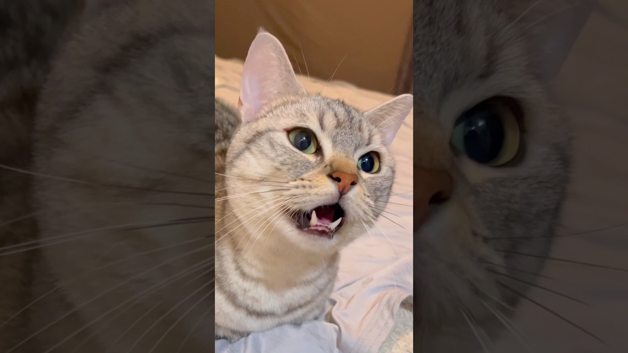 おかえりと喋るマンチカン集 #shorts #猫 #cat