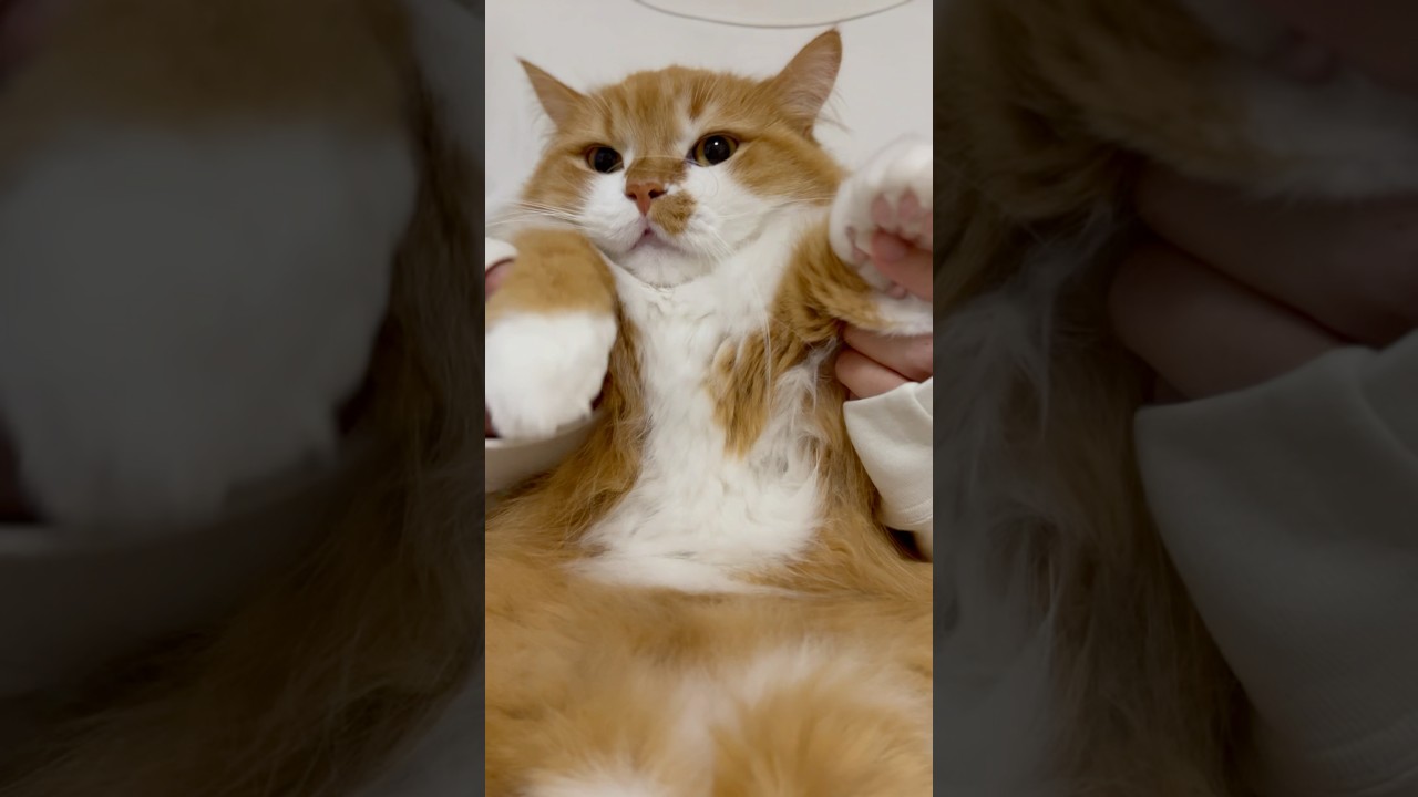 怒りマーク💢💢 #shorts #猫 #マンチカン #短足マンチカン #cat #munchkin