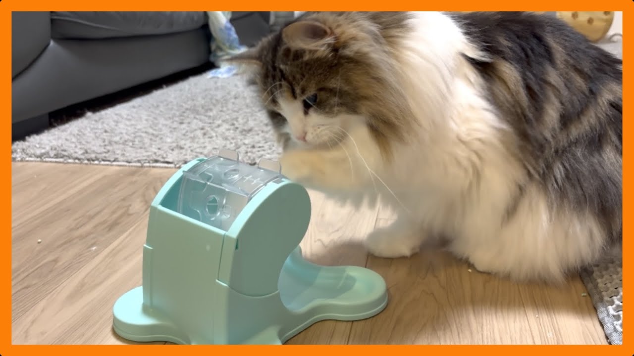 猫と暮らす日常 #81〜知育玩具を使いこなす猫が賢かった〜