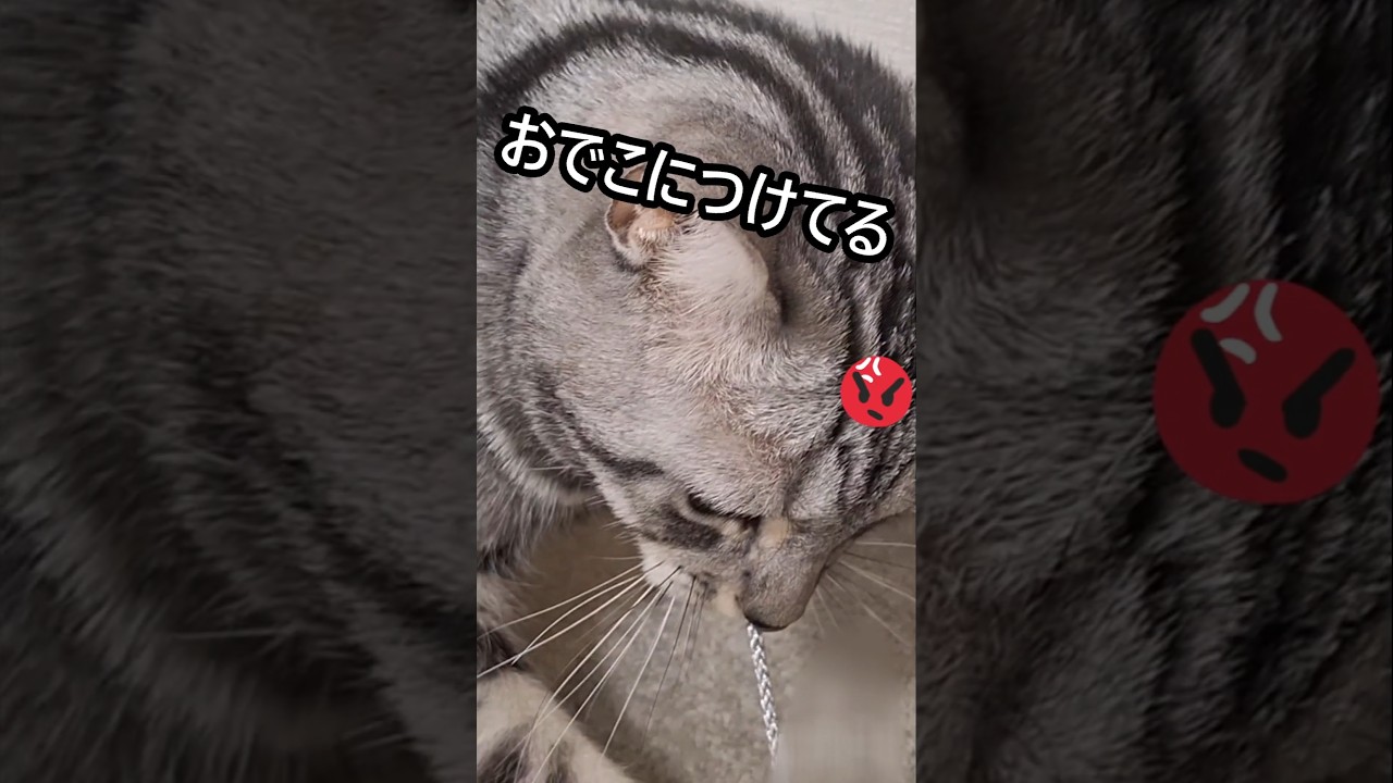 ｢#アメショ の男の子 キリアンの日常 ヒモにイライラ💢｣#shortvideo #cat  #猫  #ねこ  #アメリカンショートヘアー #猫のいる暮らし