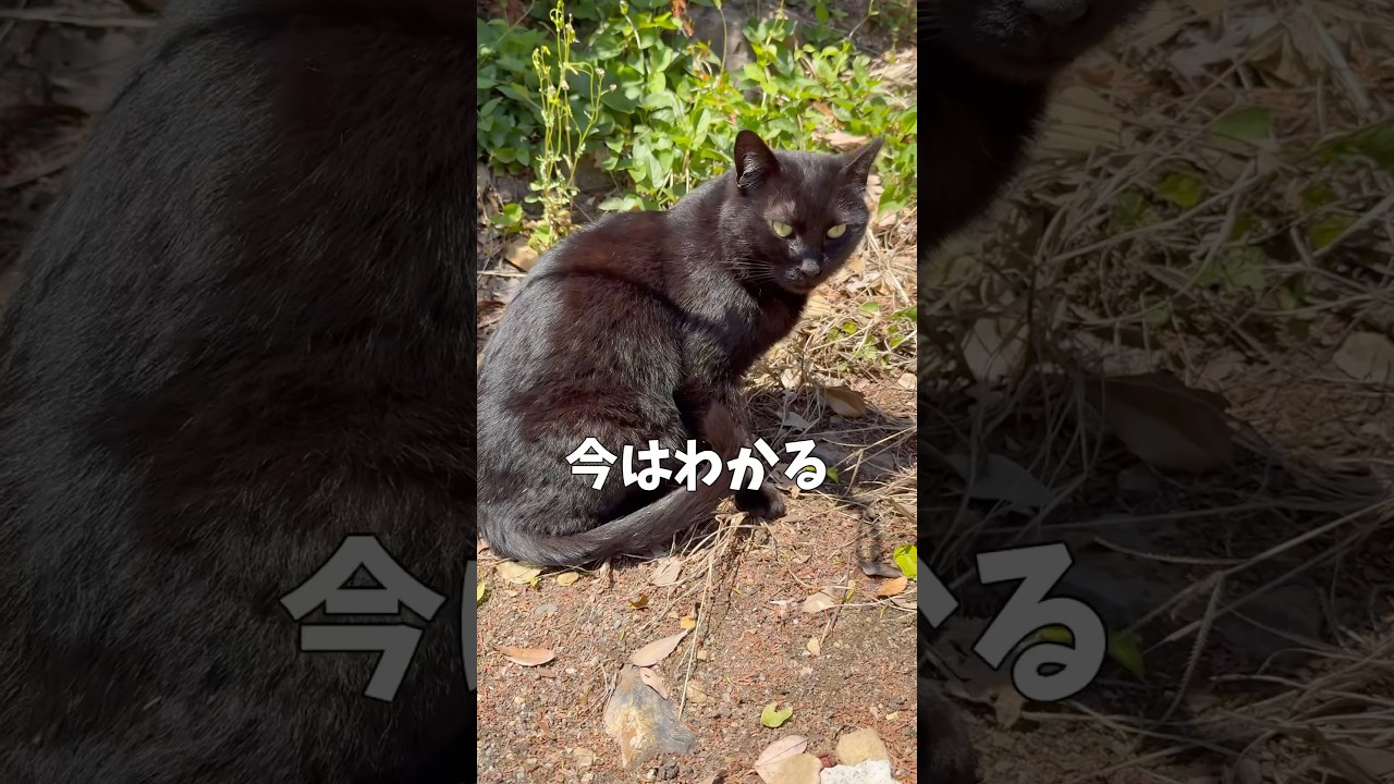 黒猫ってそれぞれ違うって、猫飼い始めてから知りました #catlog #cat #猫のいる暮らし #猫動画 #まろはな #黒猫 #クロネコ