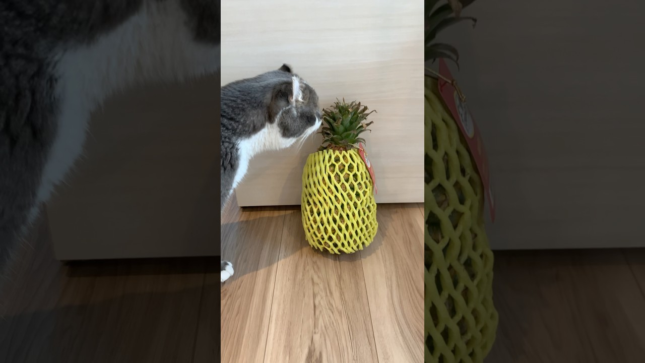 たぴとパイナップルとの邂逅 #アメリカンカール #ねこ #cat #americancurl #猫のいる暮らし #猫好きさんと繋がりたい