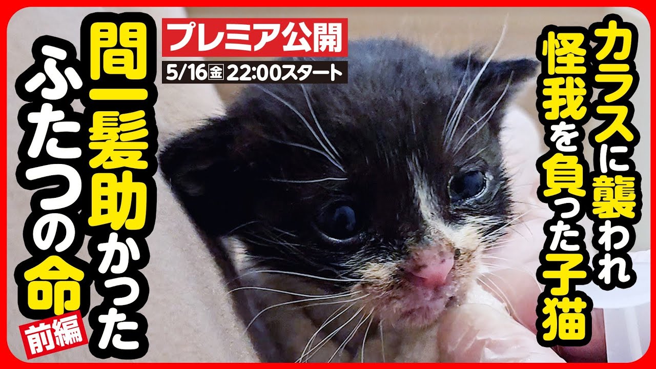 【子猫 保護】助けて...！カラスに襲われ怪我を負った子猫を保護しました【前編】
