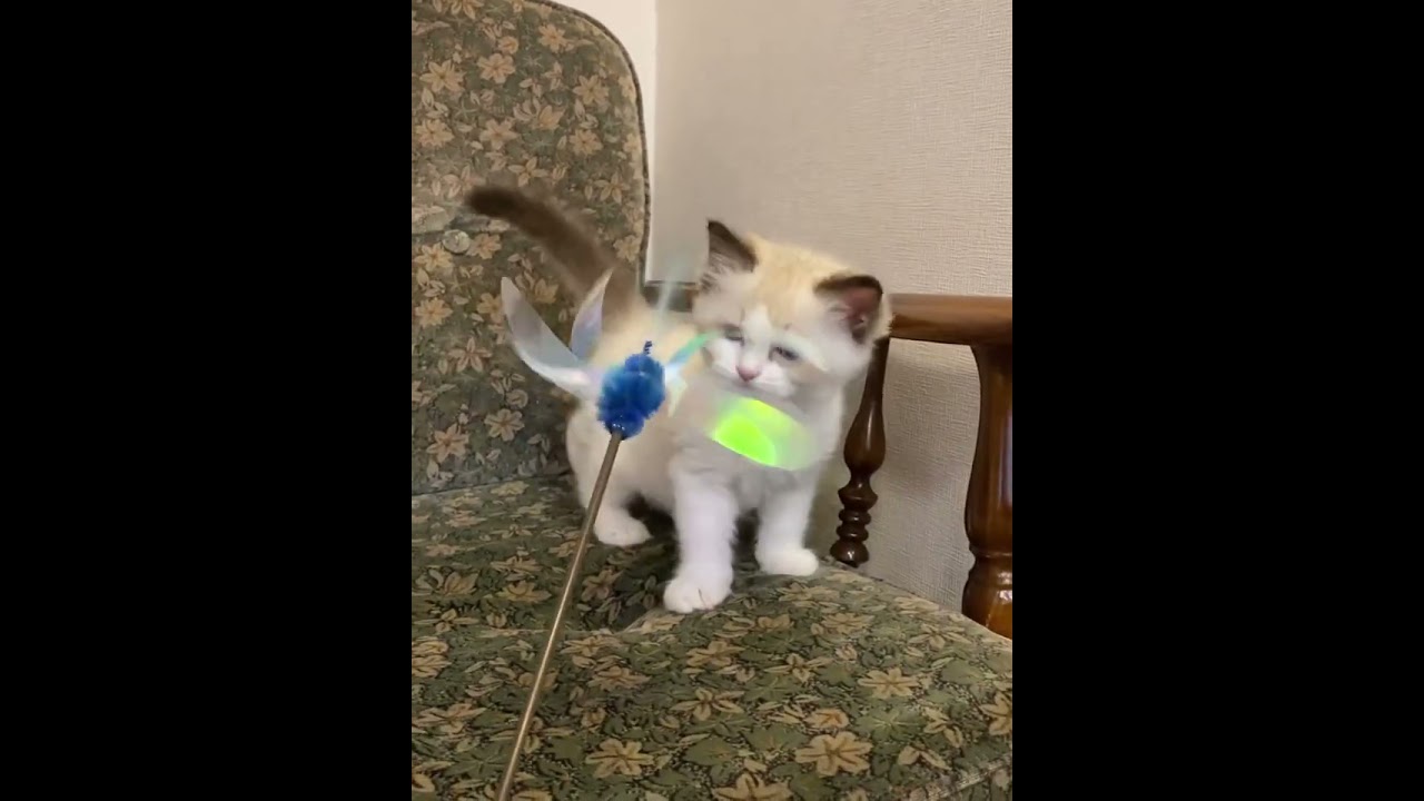 ラグドール 【両親猫遺伝子検査クリア】食欲旺盛な男の子✨（毛色：シールリンクスポイントバイカラー）