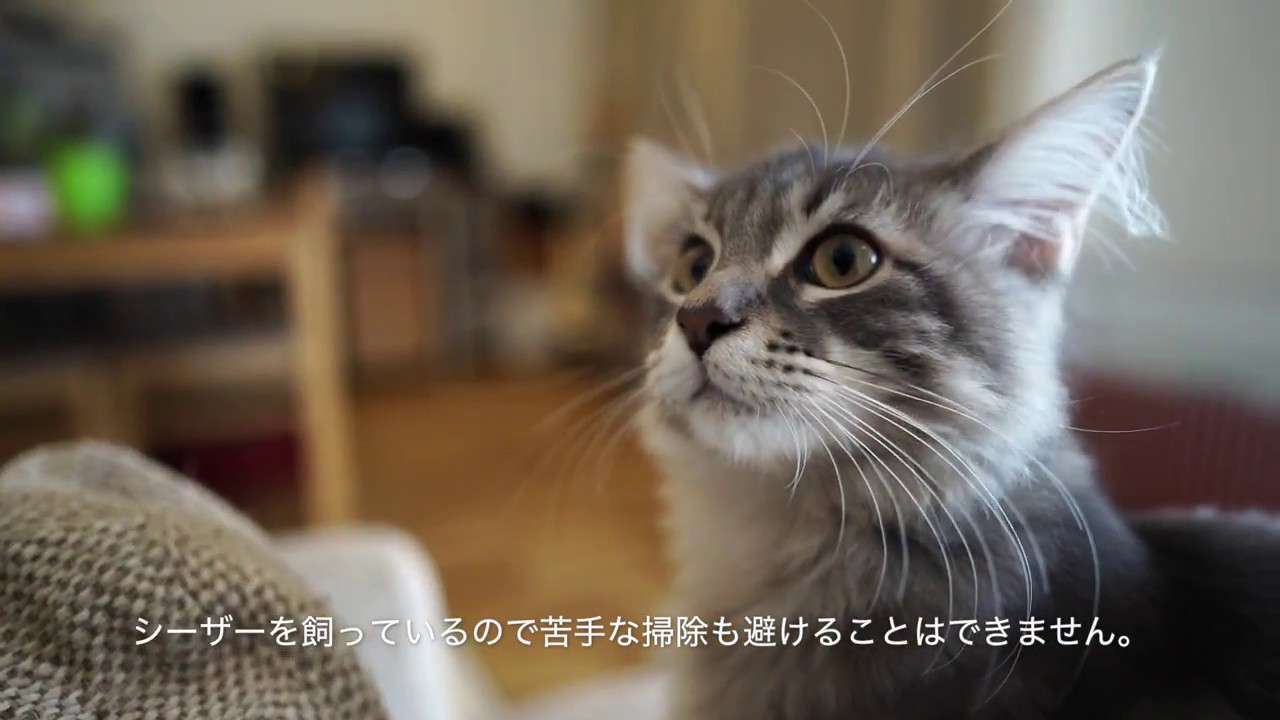 【メインクーン】猫飼い用掃除機：マキタ【イカ耳のシーザー】