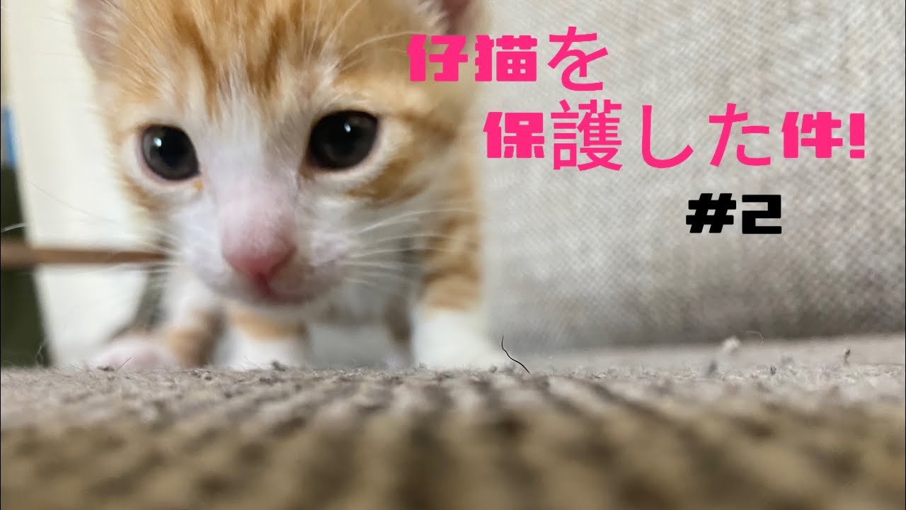 子猫を保護した件！#2   #野良猫　#保護猫