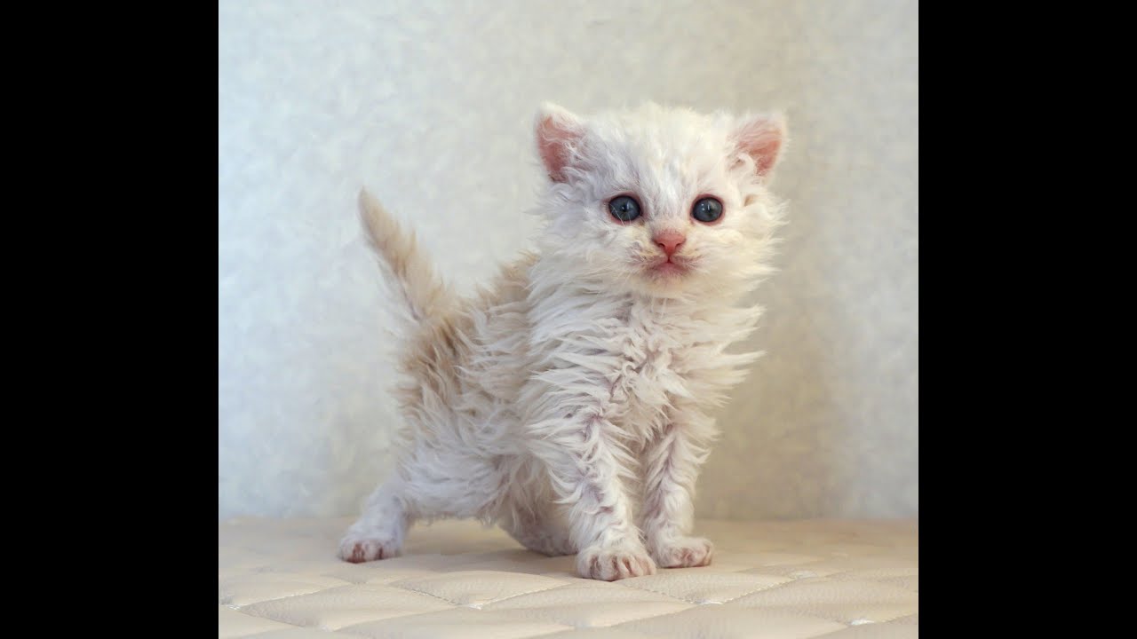 セルカークレックス子猫　Selkirk Rex　2025.4.12産まれ　クリーム＆ホワイト　巻き毛　男の子　シーダキャット猫のお店